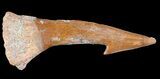 Cretaceous Giant Sawfish (Onchopristis) Rostral Barb #64471-1